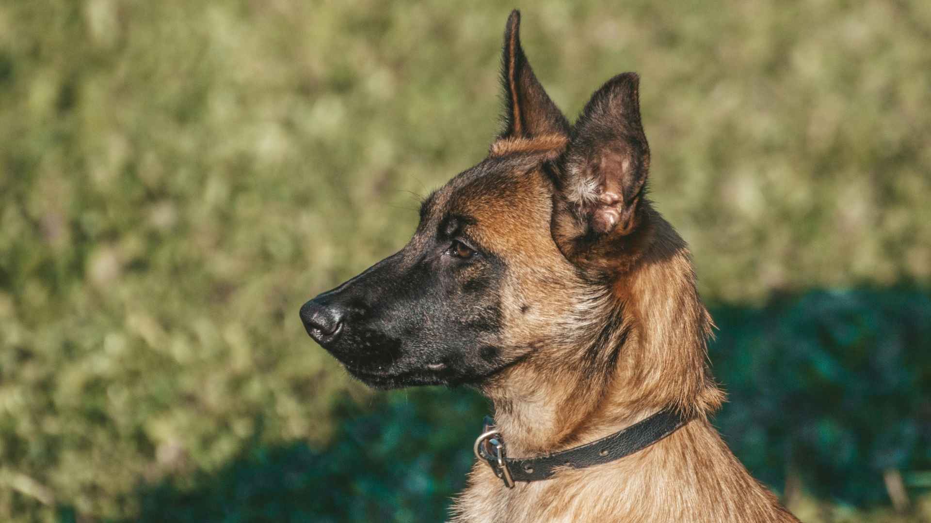 pastor belga malinois